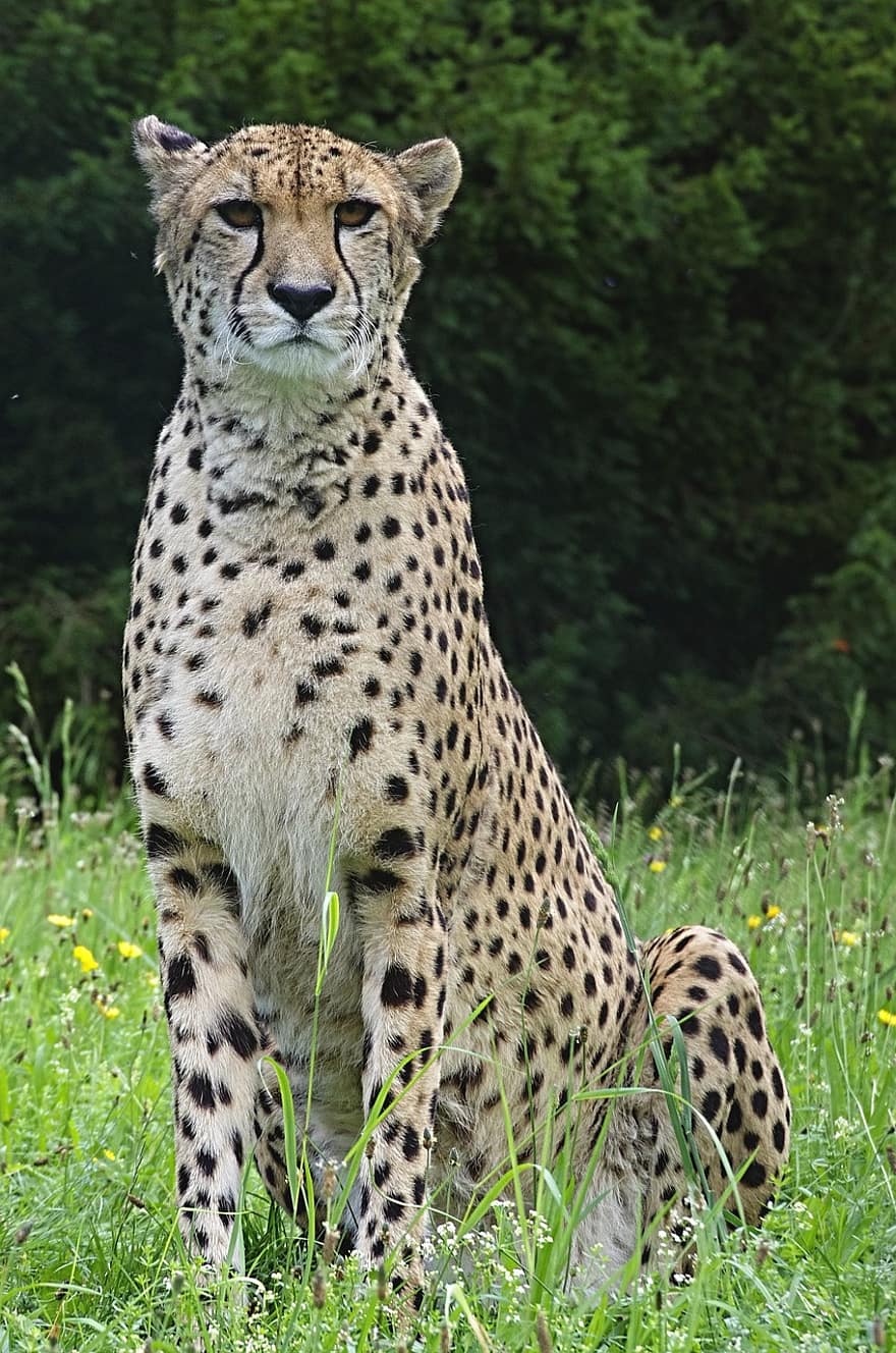 gepard, dyr, stor kat, pattedyr, rovdyr, dyreliv, safari, Zoo, natur, dyreliv fotografering, ødemark