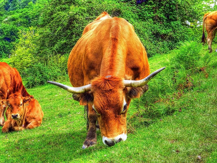 lembu, sapi, ternak, hewan, mamalia, tanah pertanian, pertanian, padang rumput, bidang, rumput, pemandangan pedesaan