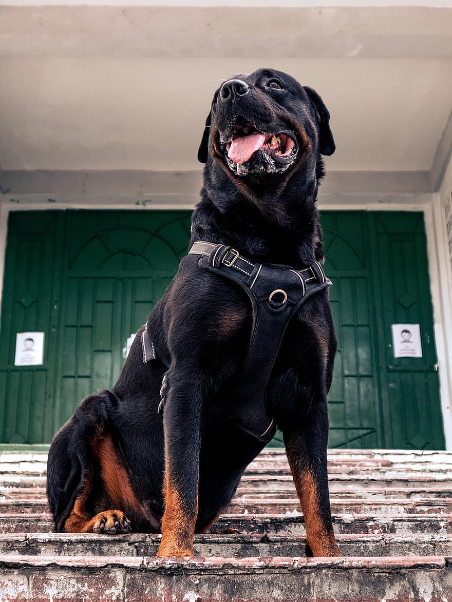 cão, cãozinho, Rottweiler, passos, escadas, cão de guarda, pele negra, cachorro preto, animal, canino, procriar