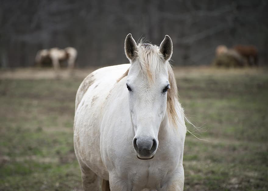 koń, zwierzę, ranczo, biały koń, ssak, kucyk, grzywa, koński, Natura, wiejski