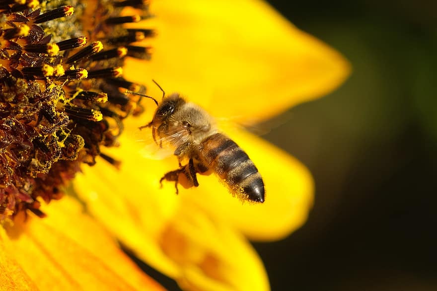 lebah, serangga, menyerbuki, kuning, alam, makro, merapatkan, bunga, penyerbukan, hewan, lebah madu