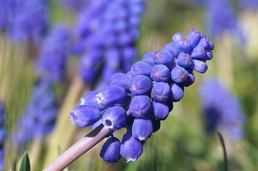 Bunga Eceng Gondok Anggur, Grape Hyacinth berbunga kecil, asparagus, szparagowate, eceng gondok biru, hyacinth anggur, bunga, biru, tanaman hias, tanaman kebun, hal berkembang