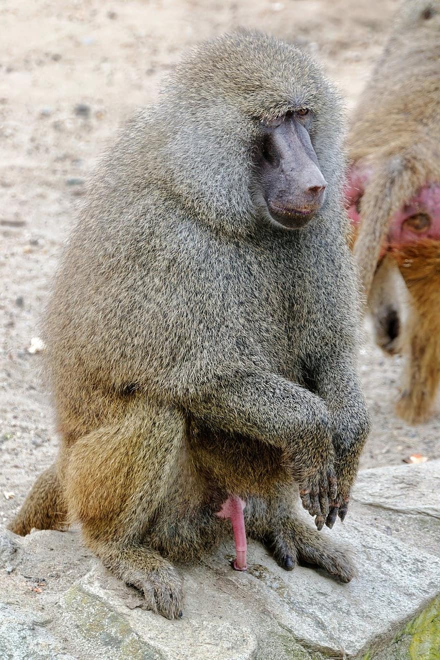 mico, primat