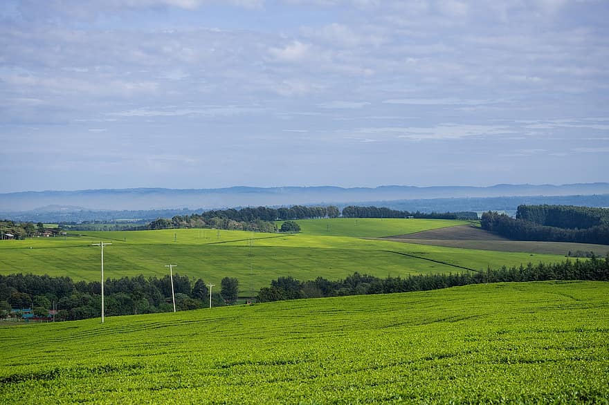 чайная плантация, Кения, сельское хозяйство, природа, ферма, сельская местность