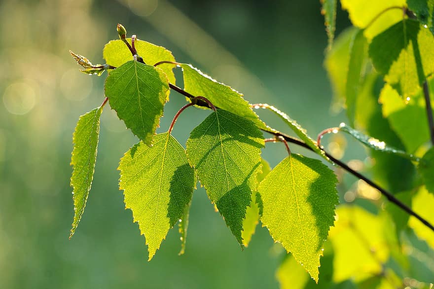 Daun-daun, pohon birch, daun birch, dedaunan, daun, warna hijau, menanam, merapatkan, pohon, musim panas, kesegaran