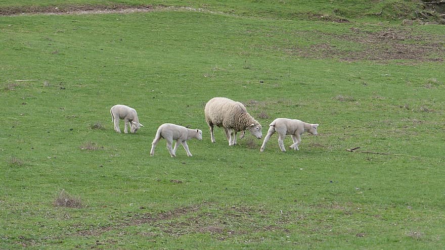 djur, får, lamm, föder upp, gräs, bruka, landsbygden scen, äng, bete, lantbruk, boskap