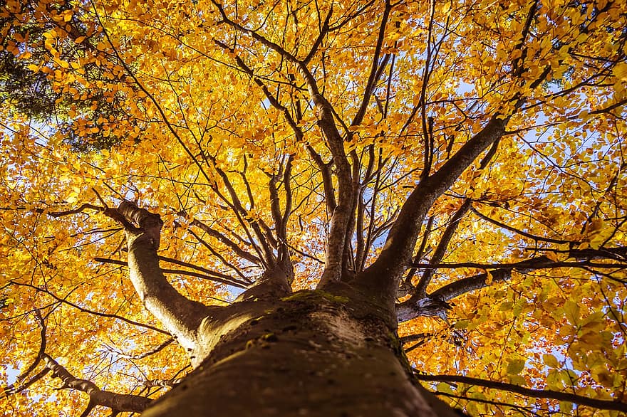 strom, podzim, Příroda, sezóna, venku, buk, listy, les, podzimní, bukové listy, podzimní listí