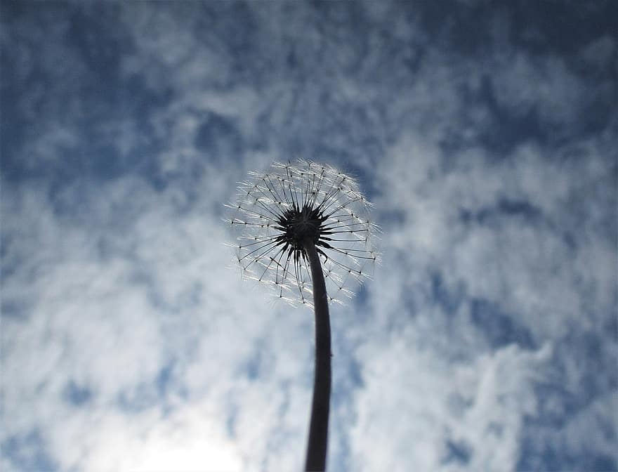 dandelion, आकाश, सफेद, बादलों, सूरज की रोशनी