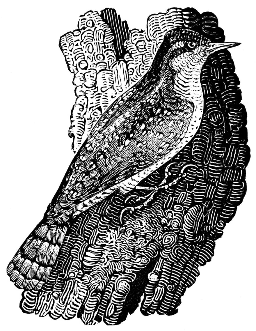 Wyrneck, Bird, Woodpecker, Tree, Beak, Feathers, Plumage, Ave, Avian, Ornithology, Engraving