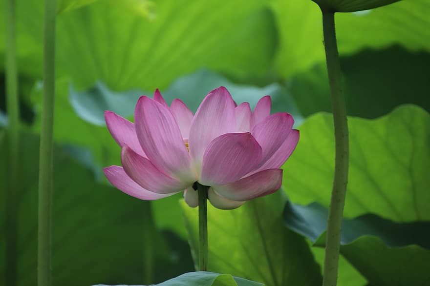 Lotus, Flower, Plant, Petals, Pink Flower, Water Lily, Bloom, Blossom, Blooming, Aquatic Plant, Flora