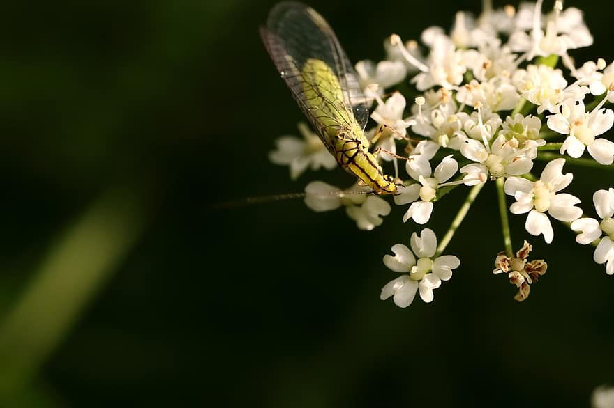 Lacewing, serangga, serangga terbang, hijau, merapatkan, sayap, margasatwa, taman, makro, flora, musim panas