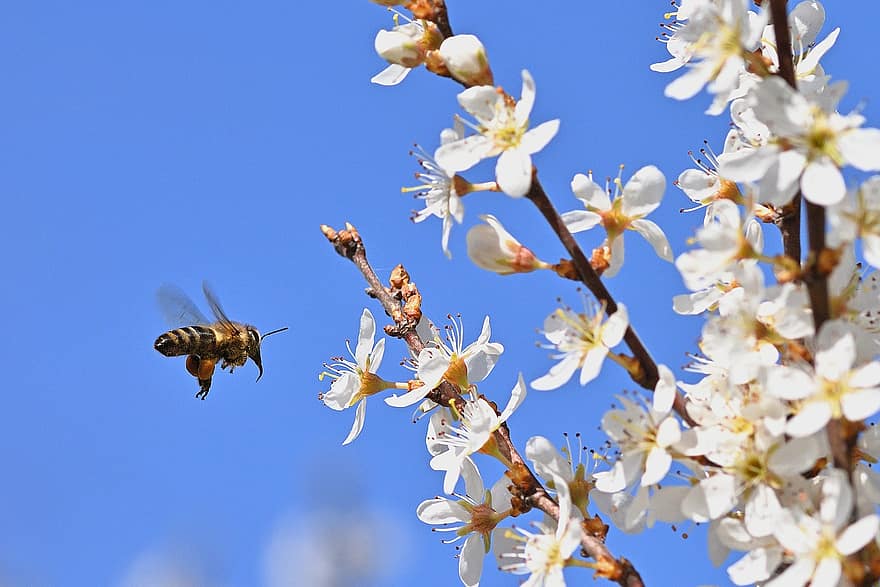 벌, 곤충, 꽃들, 꿀벌, 식물, 정원, 봄, 자연