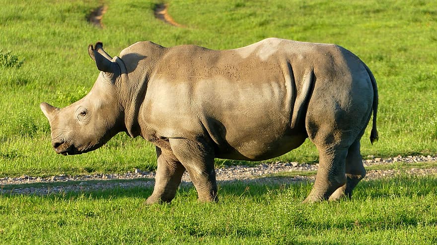 rinoceronte, animal, prado, perissodactyla, mamífero, animal salvaje, fauna silvestre, pasto