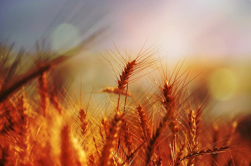 ladang gandum, bidang gandum, matahari terbenam, tanaman, bidang, pedesaan, tanah pertanian, pertanian, musim panas, gandum, kuning