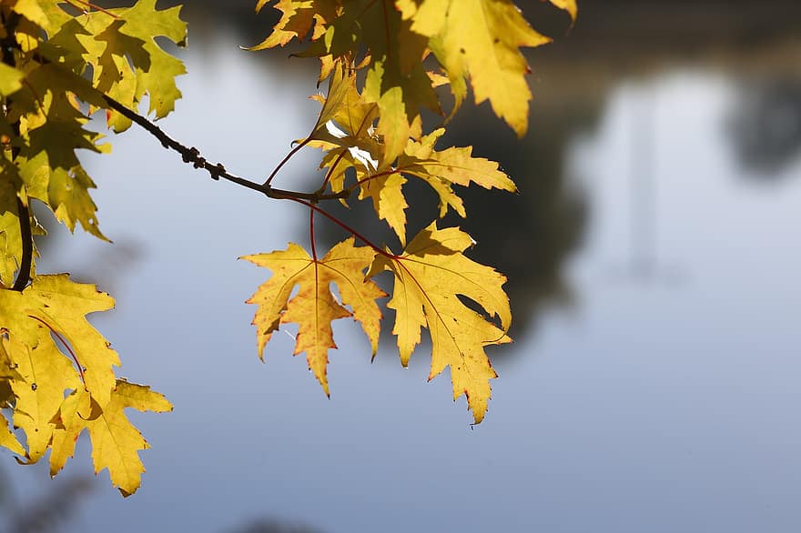 javor, podzim, listy, podzimní listí, podzimní sezónu, podzim listí, podzimní listy, list, žlutá, sezóna, strom