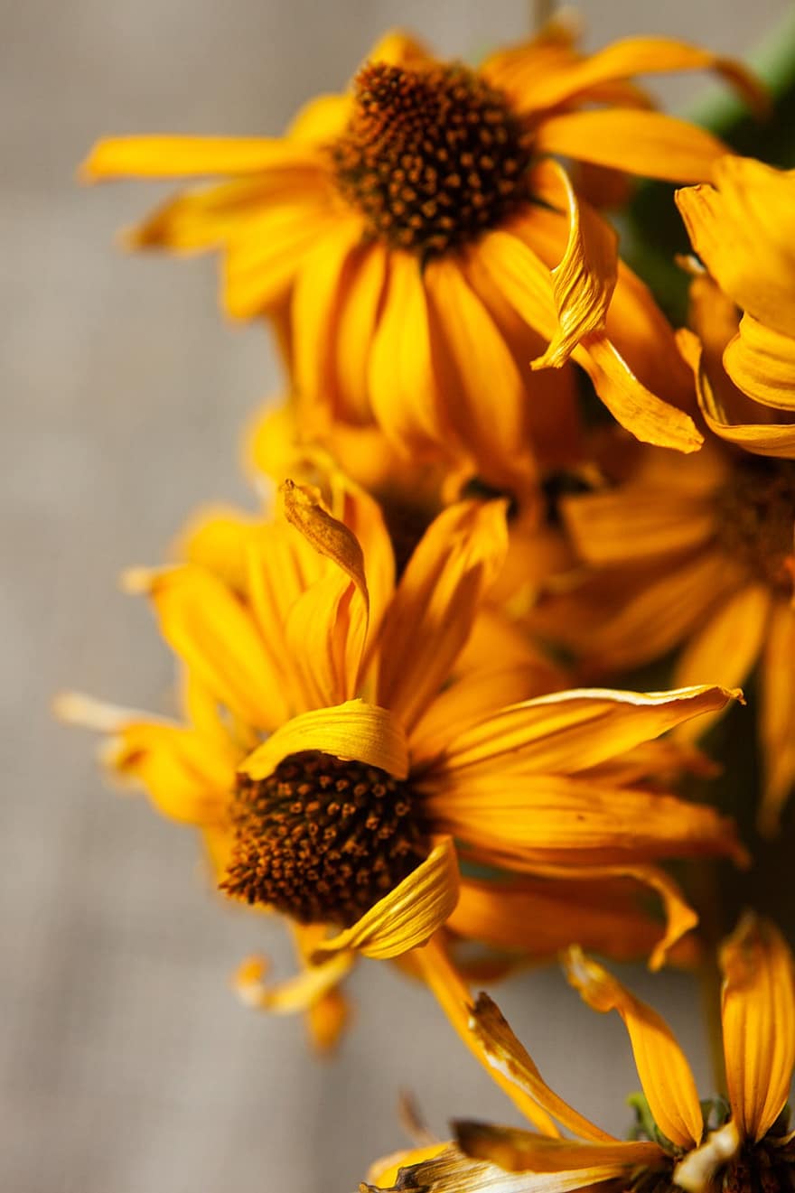 coneflower, ดอกไม้, พืช, Rudbeckia, ดอกสีเหลือง, กลีบดอก, เบ่งบาน, ธรรมชาติ, ฤดูร้อน