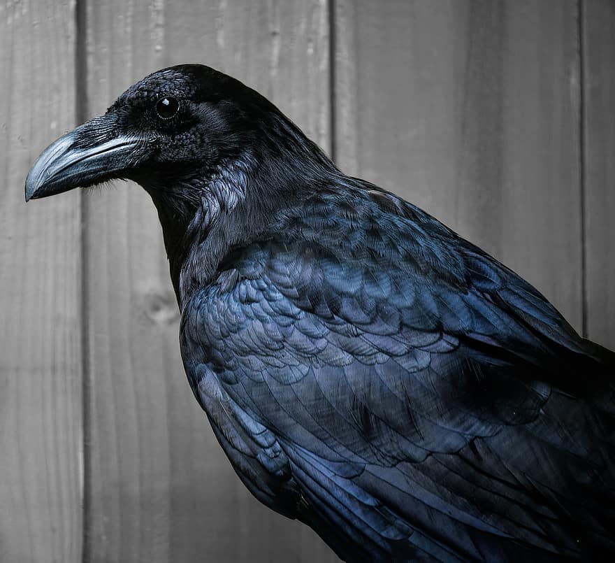 corbeau, oiseau, animal, oiseau noir, plumes, le bec, plumage, perché