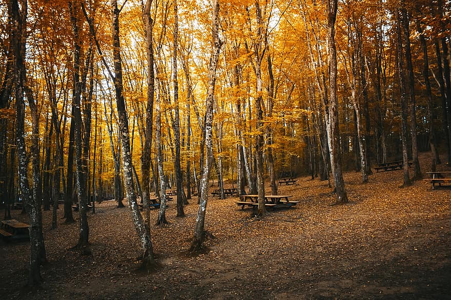rudenī, koki, mežs, kritums, dzeltenas lapas, lapas, zaļumi, dzeltena zaļumi, kritums lapas