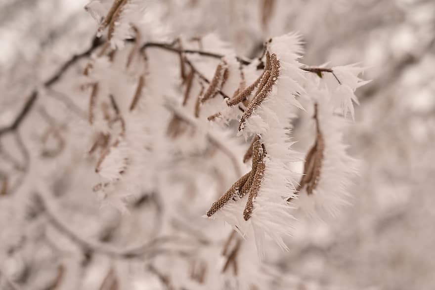 jinovatka, lískové oříšky, tapeta na zeď, zimní, rostlina, keř, Příroda, detail, sezóna, sníh, strom