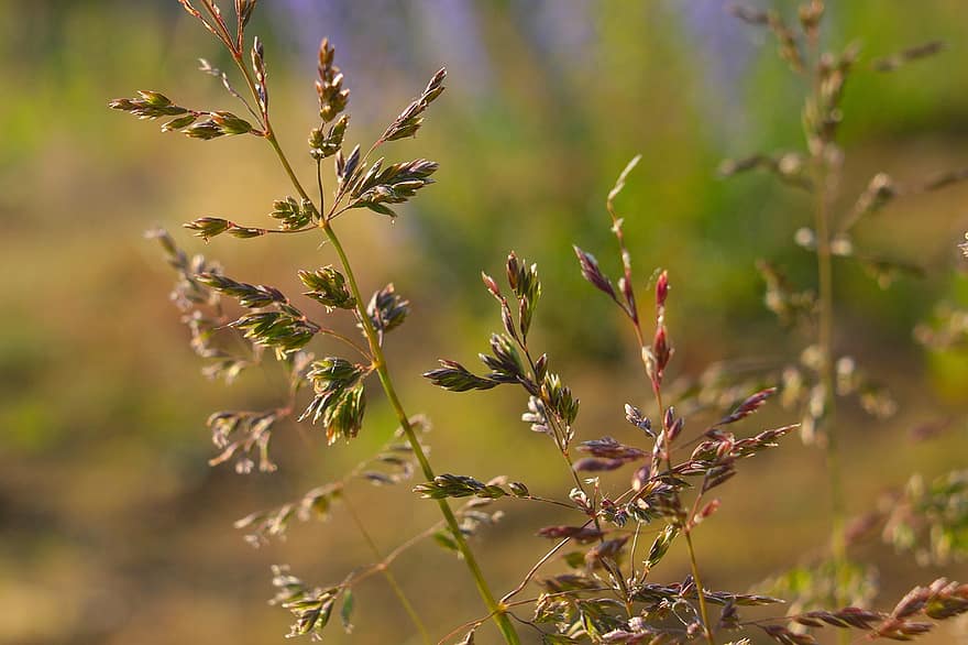 Nature, Plants, Grass, Seeds, Blades, Meadow, Blurred Background