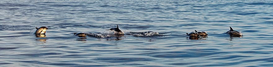 dofins, dofins comuns, grup, família, marí, mamífers, animals, splash, nedar, mar, naturalesa