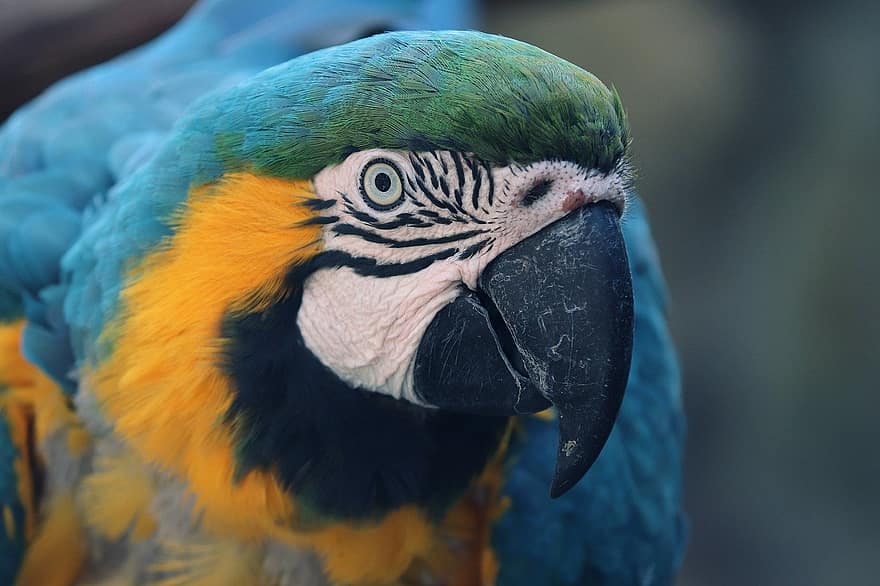 galben macaw, pasăre, papagal, animal, supravegherea păsărilor, ornitologie, animale sălbatice, cioc, pană, multi colorate, a închide