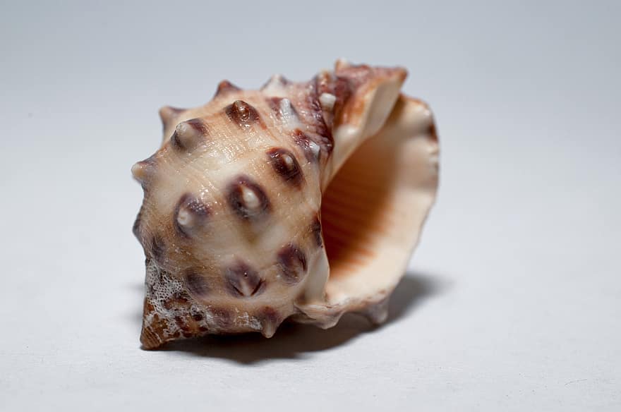 Drupa Rubusidaeus, zeeschelp, Aardbei Drupe, schelp