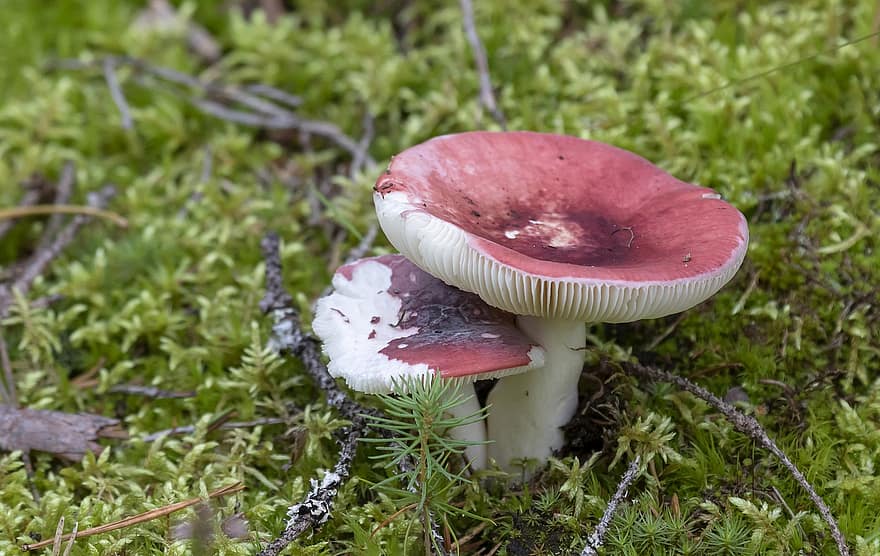 cogumelos, fungos, micologia, natureza, chão da floresta, outono, Finlândia