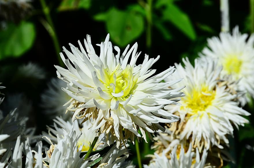 Dhalia Anemonen, Blumen, weiße Blumen, Blütenblätter, weiße Blütenblätter, blühen, Flora