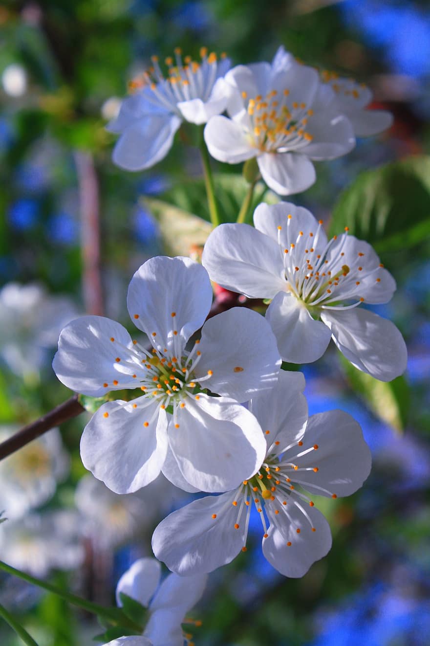 květiny, sakura, strom, třešňový švestka, třešeň, Příroda, jaro, slunný, ráno, květ, detail
