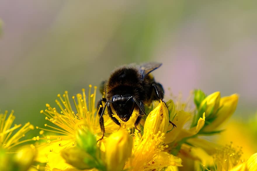 bi, gula blommor, pollen, pollinera, pollinering, insekt, Hymenoptera, vingad insekt, blomma, flora, fauna