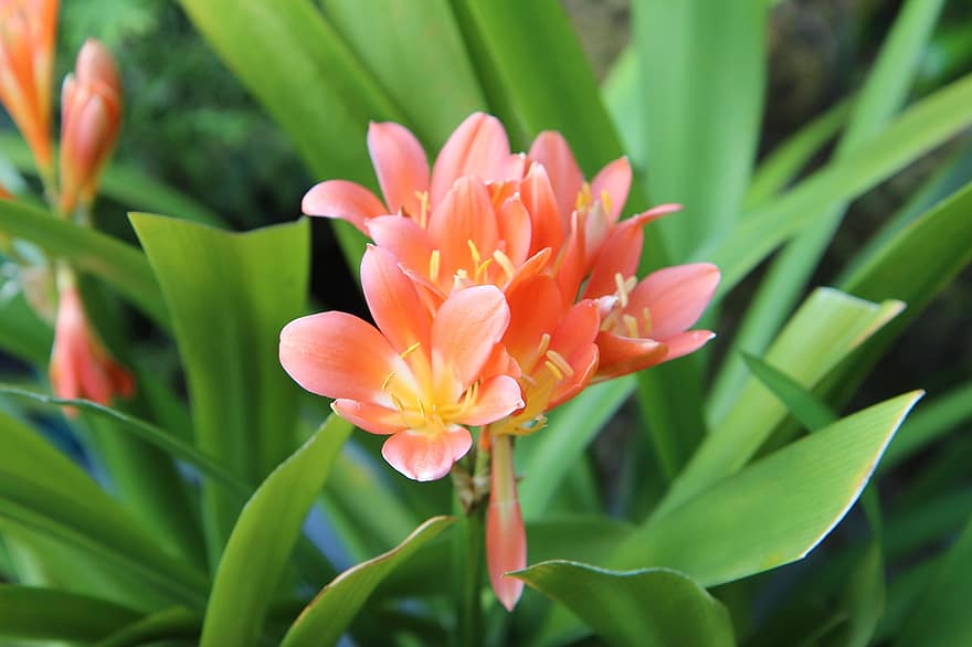 Clivia, Портокал Кливия, цветя, оранжеви цветя, листенца, оранжеви венчелистчета, разцвет, цвят, флора, природа, цъфтящи растения