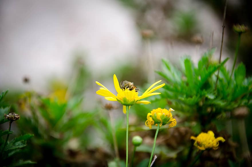 жълти цветя, цветя, природа, пчела, маргаритки, насекомо, пчеларство, цвете, лято, растение, едър план