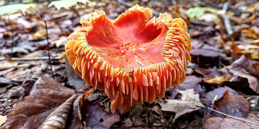 jamur, Waxcap yang Luar Biasa, musim gugur, Hygrocybe Splendidissima, hutan, spora