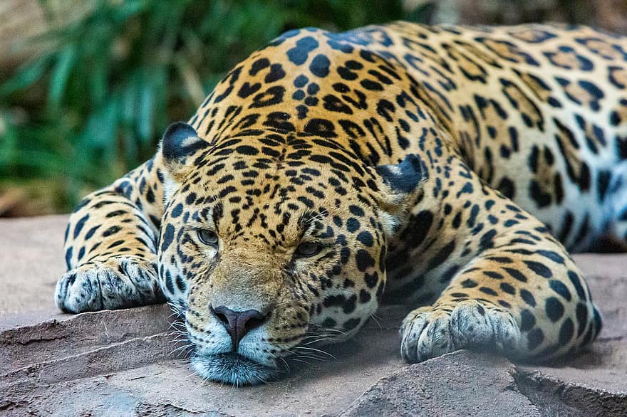 zoo w chester, jaguar, duży kot, drapieżnik, dzikiej przyrody, gatunki, fauna, zwierzęta na wolności, nieudomowiony kot, koci, zagrożone gatunki