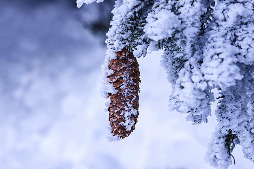 Pine Cone, Branch, Hoarfrost, Ice, Frost, Snow, Frozen, Cold, Eiskristalle, Winter