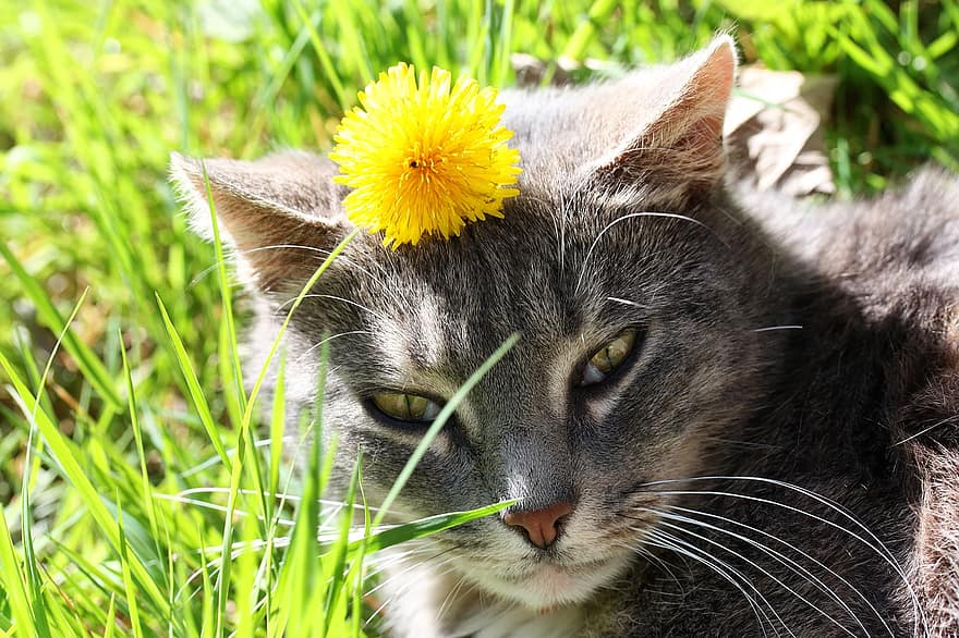 pisică, felin, cap, floare, iarbă, mustati, animal