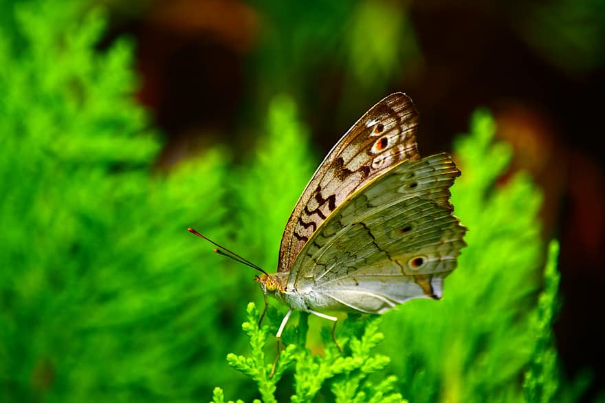 灰色のパンジー蝶、バタフライ、葉、昆虫、翼、工場、自然、閉じる、マルチカラー、緑色、マクロ