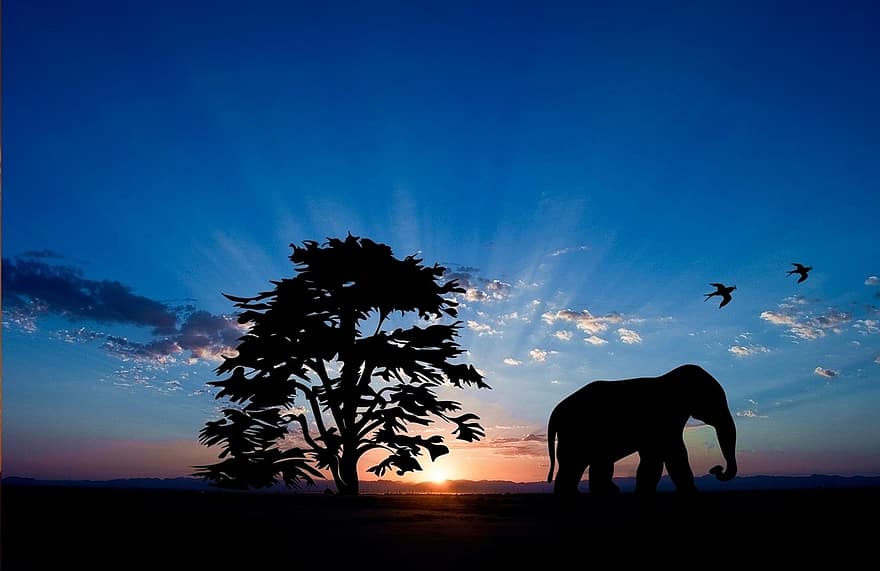 norsu, eläin, nisäkäs, luonto, eläintarha, Afrikka, lintu, länsi, auringonlasku, sinitaivas, taivas