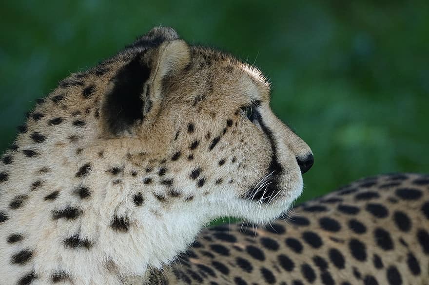ghepard, animal, pisici mari, mamifer, prădător, animale sălbatice, Safari, grădină zoologică, natură, fotografie din fauna salbatica, pustie
