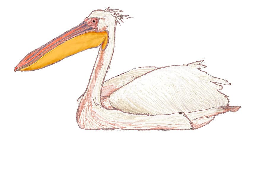 pelicano, pássaro, animal, pássaro aquático, ave aquática, animais selvagens, pássaro branco, plumagem, bico, conta