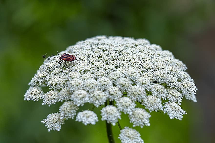 morcovul sălbatic, flori, bug cu scut în dungi, scut bug, gândac, insectă, flori albe, plantă, grădină, natură