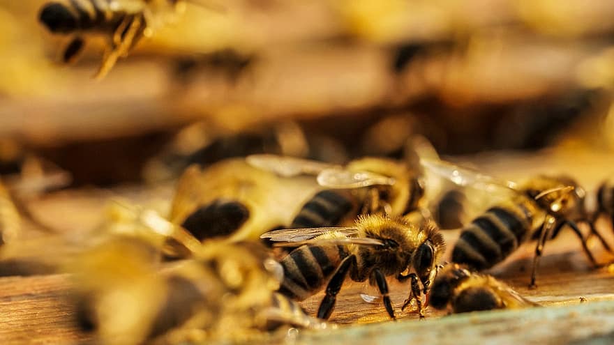 bi, insekter, pollen, nektar, bier, honningbi