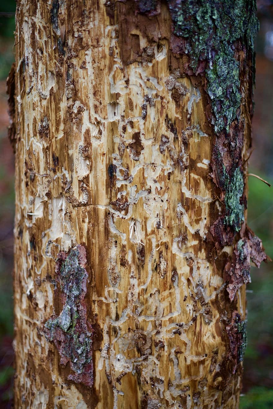 kumbang kulit kayu, hutan dieback, penyakit, kulit pohon, merapatkan, pohon, tua, batang pohon, hutan, kayu, latar belakang