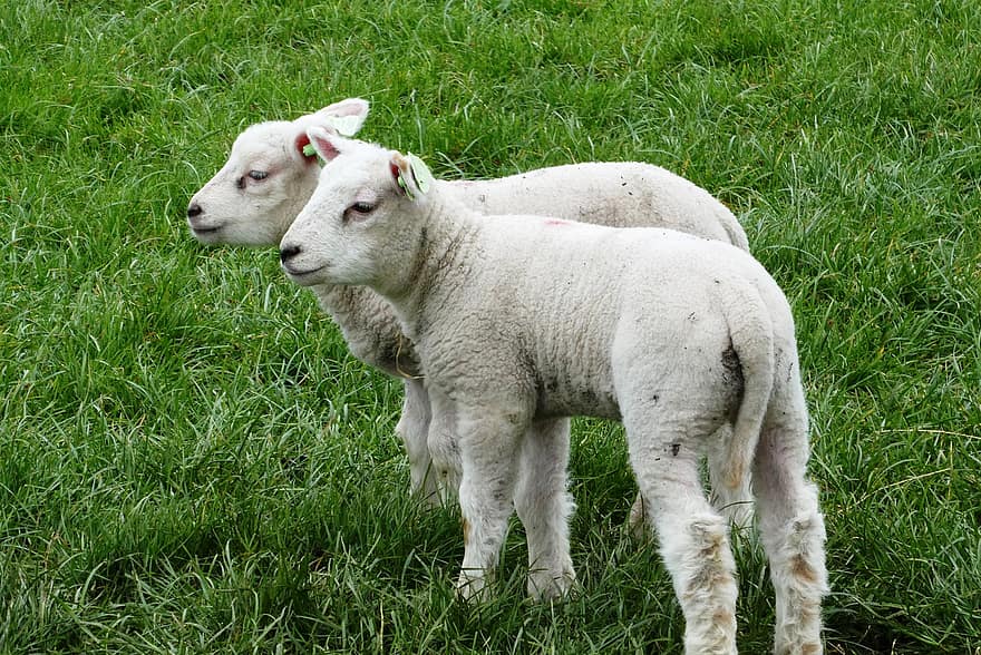 羊、子羊、牛、草、牧草地、動物たち、ほ乳類、ファーム、春