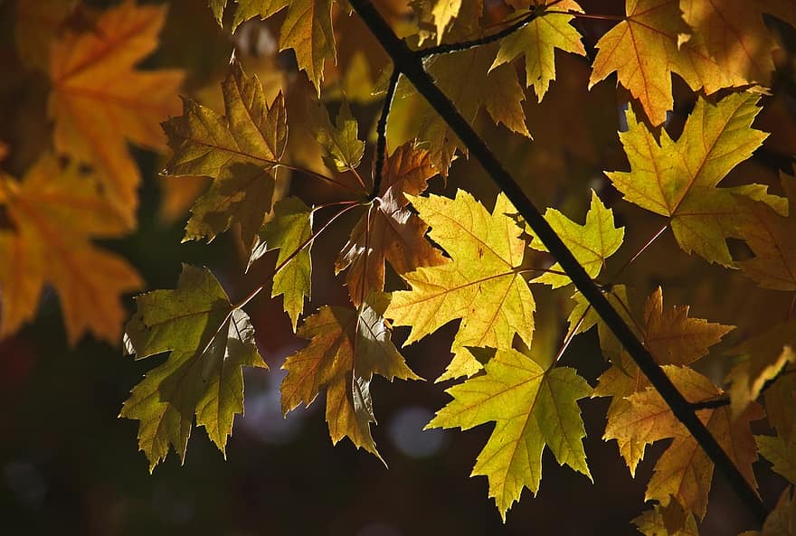 klon, jesień, odchodzi, listowie, jesienne liście, sezon jesienny, spadek liści