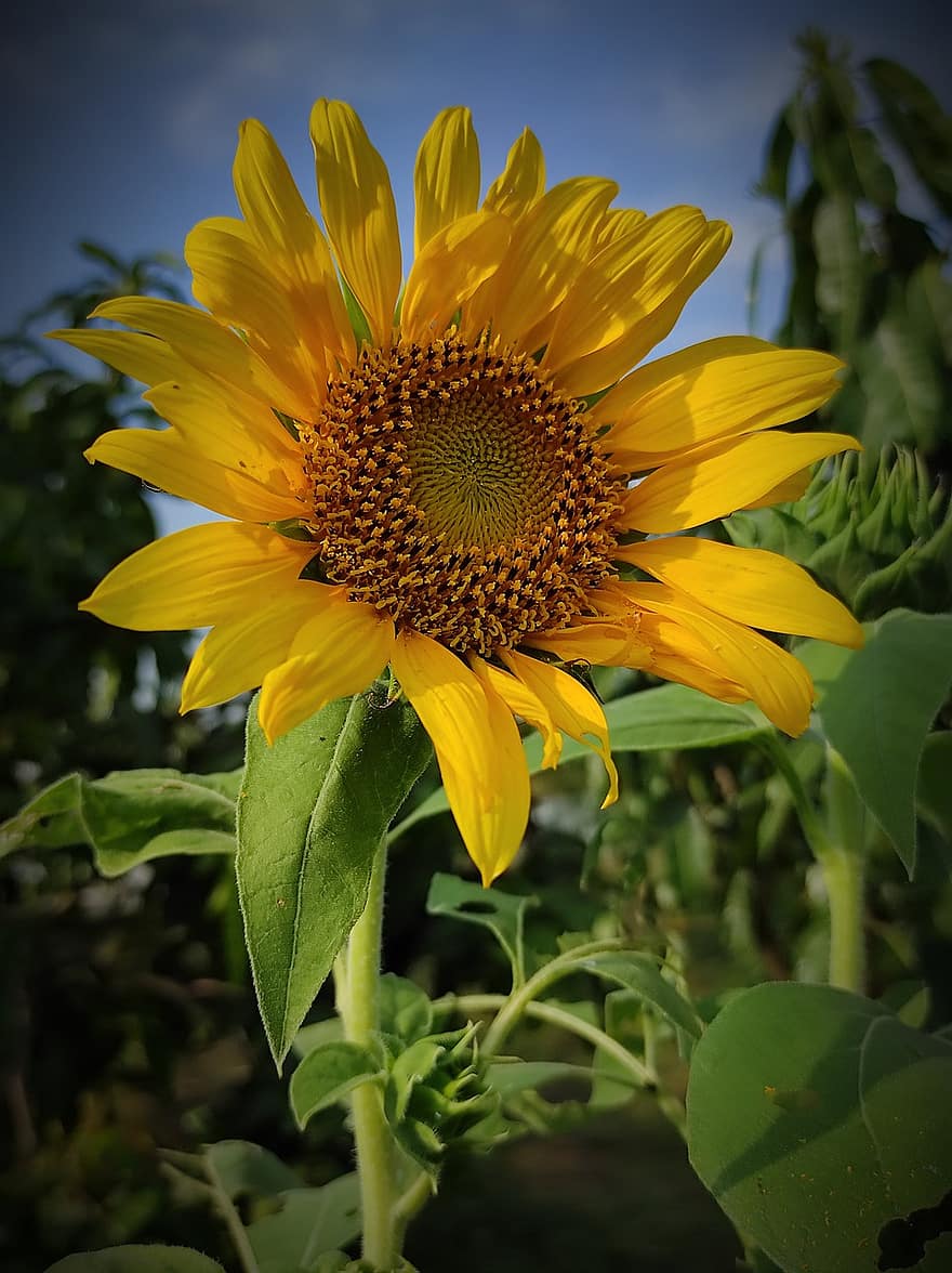 bunga matahari, bunga, menanam, bunga kuning, kelopak, berkembang, Daun-daun, alam