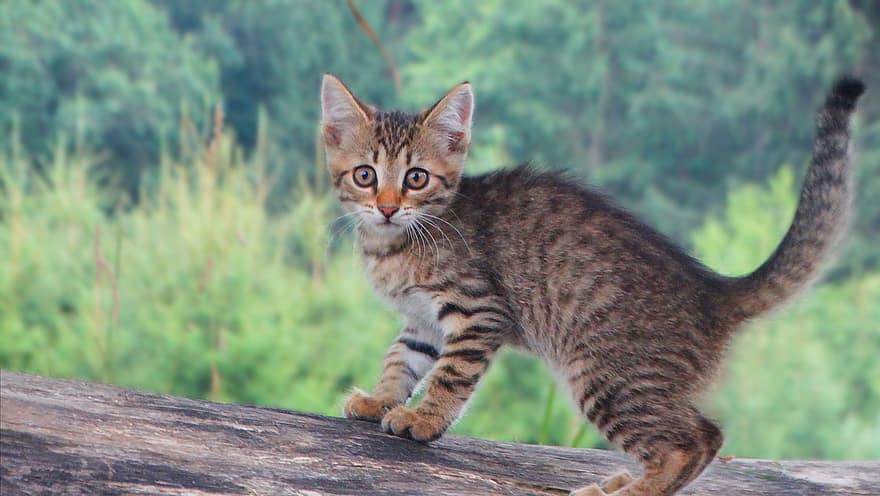 Cat, Kitten, Domestic Animal, Cute, Domestic Cat, Animal Child, Forest, Nature, Animal