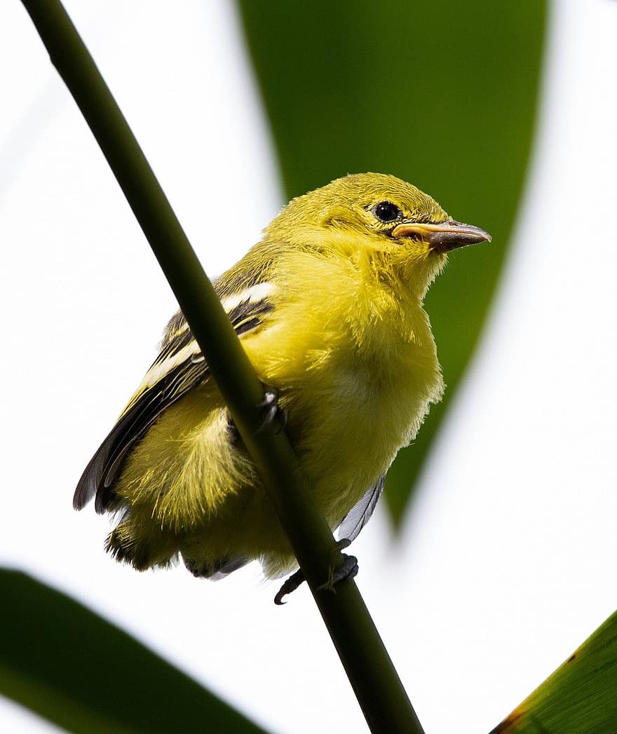 pták, žlutě zpěvavý pěnice, ornitologie
