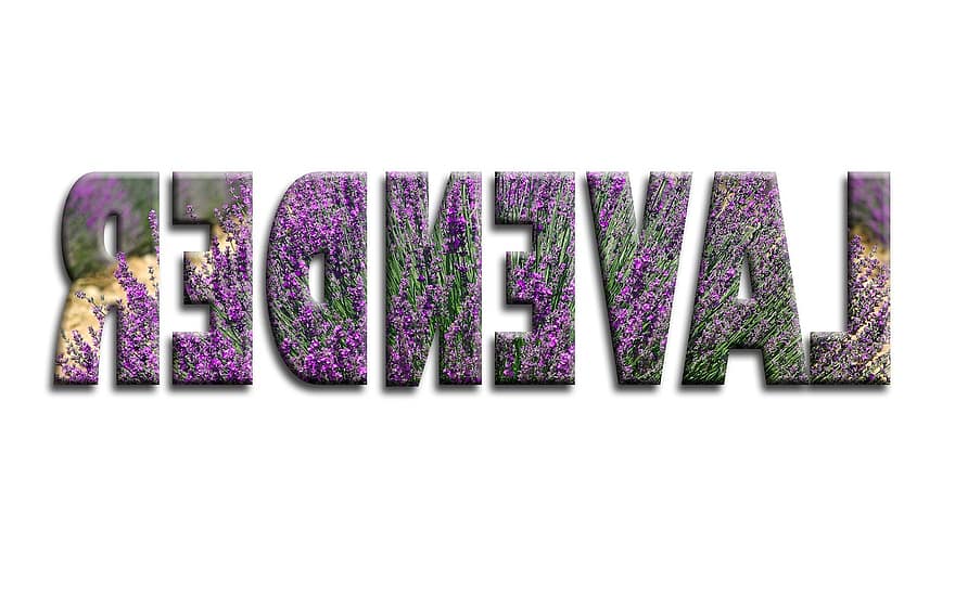 Lavender, Text, Word, Fields, Flower, Natural, Rustic, Aromatherapy, Herbal, Plant, Fresh
